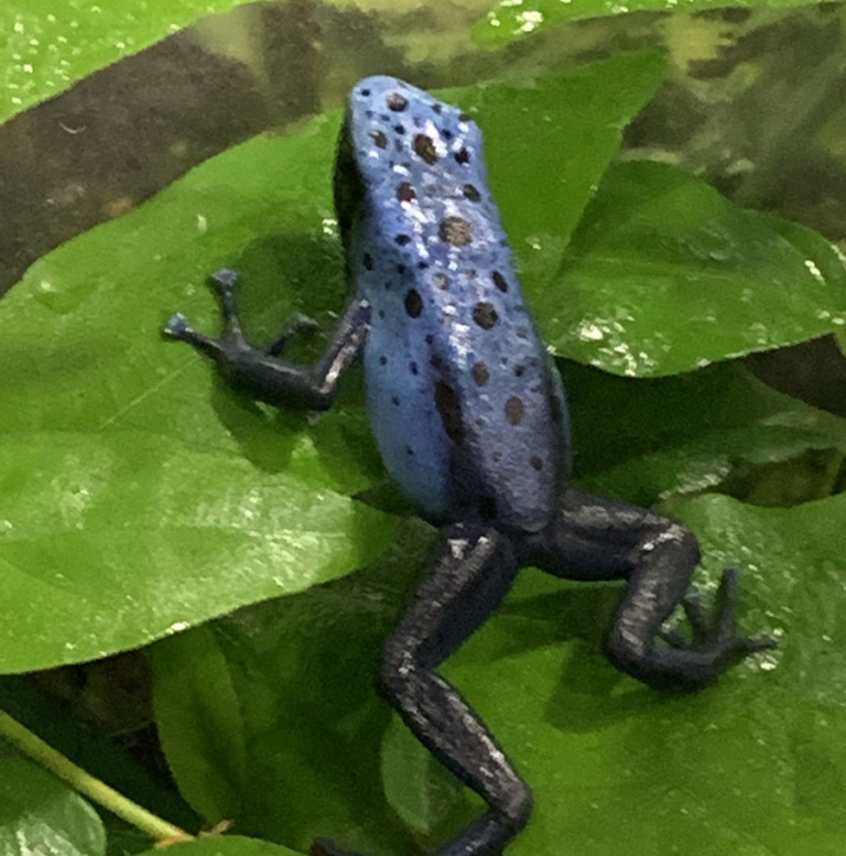 Comprar Rana Flecha Azureus Dendrobates Tinctorius Azureus