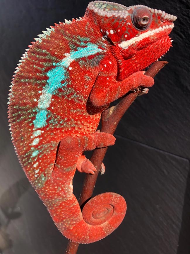 Comprar Camaleón Pantera Azul (Furcifer pardalis) NOSY BE - ReptilMadrid