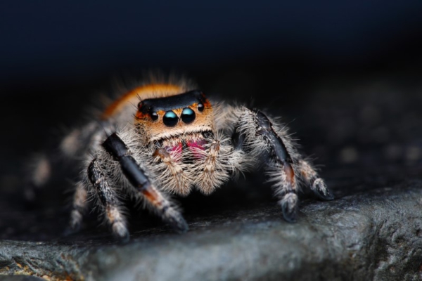 araña saltadora